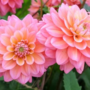 Dahlia Great Silence, Decorative Dahlia, Salmon Dahlia, Orange Dahlia, Pink Dahlia