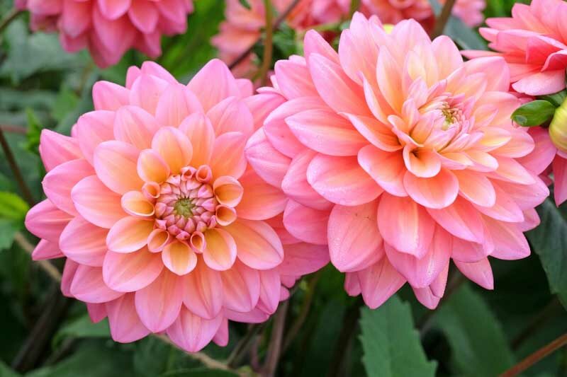 Dahlia Great Silence, Decorative Dahlia, Salmon Dahlia, Orange Dahlia, Pink Dahlia