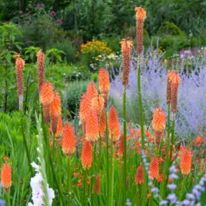 Kniphofia uvaria, red hot poker, Kniphofia burchellii, Kniphofia aloöides, Kniphofia patersoniae, Tritoma recurva, Kniphofia bachmannii, Kniphofia occidentalis, Kniphofia odorata, Tritoma burchellii, Tritoma uvaria,