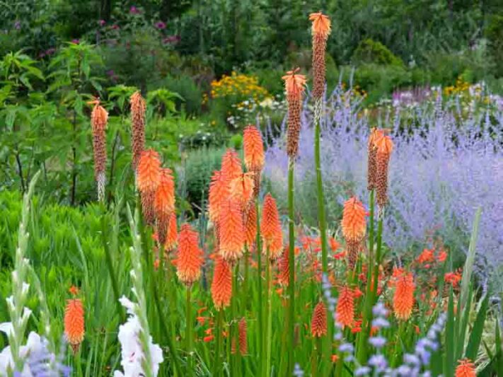 Kniphofia uvaria, red hot poker, Kniphofia burchellii, Kniphofia aloöides, Kniphofia patersoniae, Tritoma recurva, Kniphofia bachmannii, Kniphofia occidentalis, Kniphofia odorata, Tritoma burchellii, Tritoma uvaria,