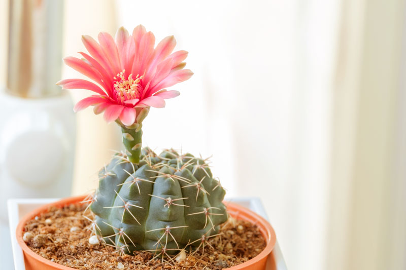 Gymnocalycium baldianum, Chin Cactus, Dwarf Chin Cactus, Spider Cactus