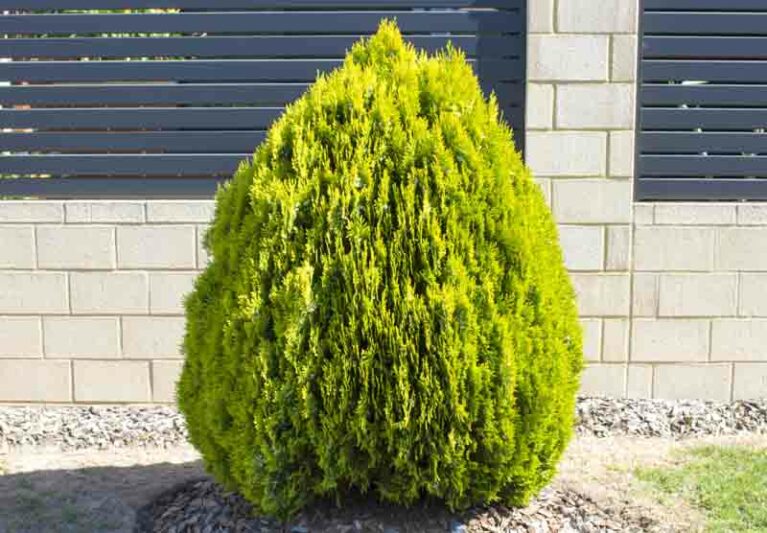 Thuja orientalis 'Nana Aurea', Platycladus orientalis 'Nana Aurea', Nana Aurea Oriental Arborvitae