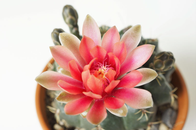 Gymnocalycium baldianum, Chin Cactus, Dwarf Chin Cactus, Spider Cactus