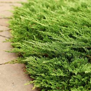 Prince of Wales Juniper, Prince of Wales Creeping Juniper, Juniperus horizontalis Prince of Wales