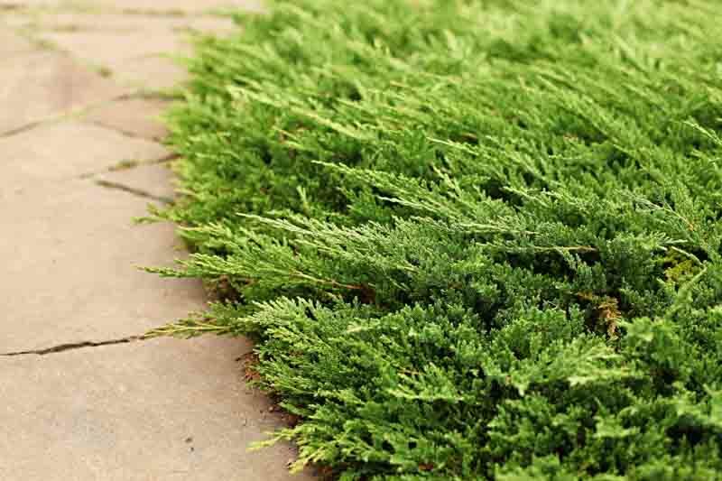 Prince of Wales Juniper, Prince of Wales Creeping Juniper, Juniperus horizontalis Prince of Wales