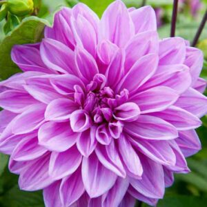 Lilac Time Dahlia, Dahlia Lilac Time, Lavender Dahlia, Decorative Dahlia