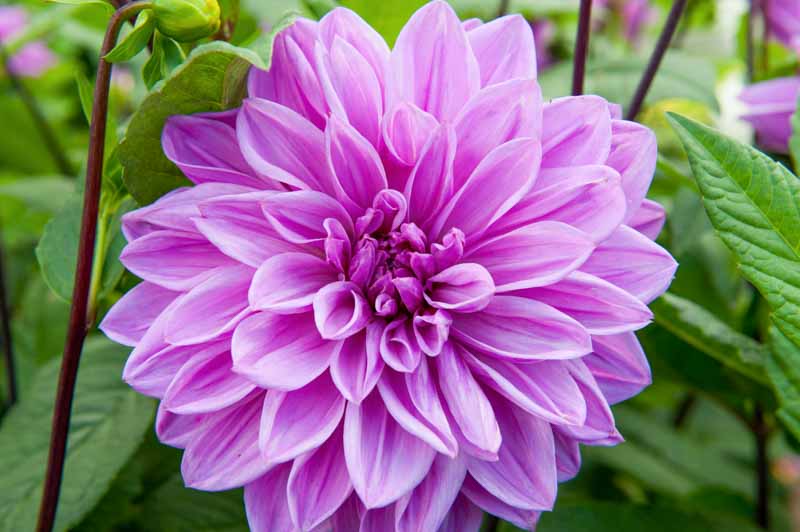 Lilac Time Dahlia, Dahlia Lilac Time, Lavender Dahlia, Decorative Dahlia