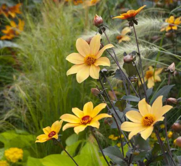 Dahlia Bishop of York, Single Dahlia, Yellow Dahlia