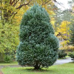 Thuja orientalis, Platycladus orientalis, Oriental Arborvitae