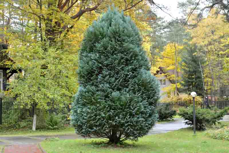 Thuja orientalis, Platycladus orientalis, Oriental Arborvitae