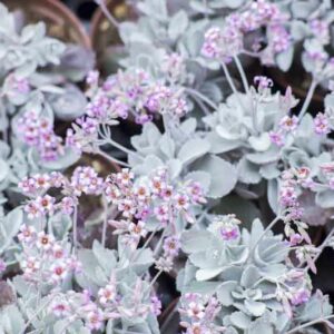 Kalanchoe pumila , dwarf kalanchoe, Flower Dust Plant