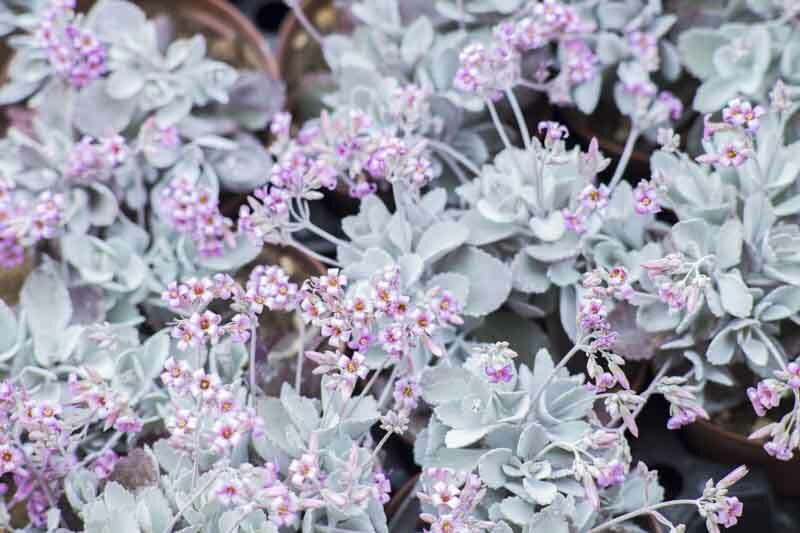 Kalanchoe pumila , dwarf kalanchoe, Flower Dust Plant