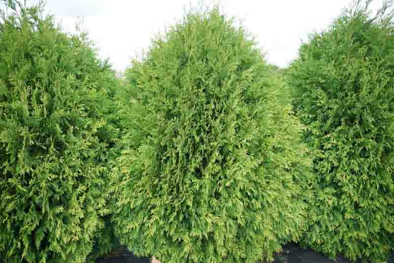 Thuja Occidentalis Cheer Drops, Cheer Drops Arborvitae, Evergreen Tree