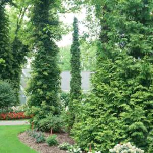 Thuja Occidentalis Sting, Sting Arborvitae, Evergreen Tree