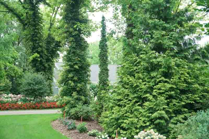 Thuja Occidentalis Sting, Sting Arborvitae, Evergreen Tree