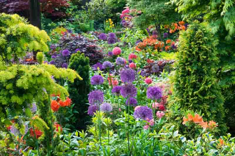 Taxus baccata Fastigiata Aurea, Azalea, Japanese Maple, Thuja occidentalis 'Yellow Ribbon', Allium, Acer palmatum 'Bloodgood', Allium ‘Globemaster', Allium ‘Purple Sensation’, Rhododendron 'Homebush', Ilex ‘Golden King’,Taxus baccata 'Dovastonii Aurea'