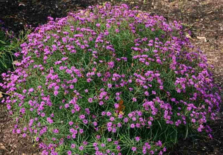 Vernonia Summer's Swan Song, Summer's Swan Song ironweed