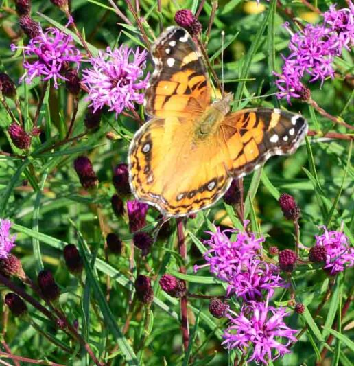 Vernonia Summer's Swan Song, Summer's Swan Song ironweed