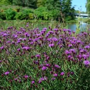 Vernonia Summer's Swan Song, Summer's Swan Song ironweed