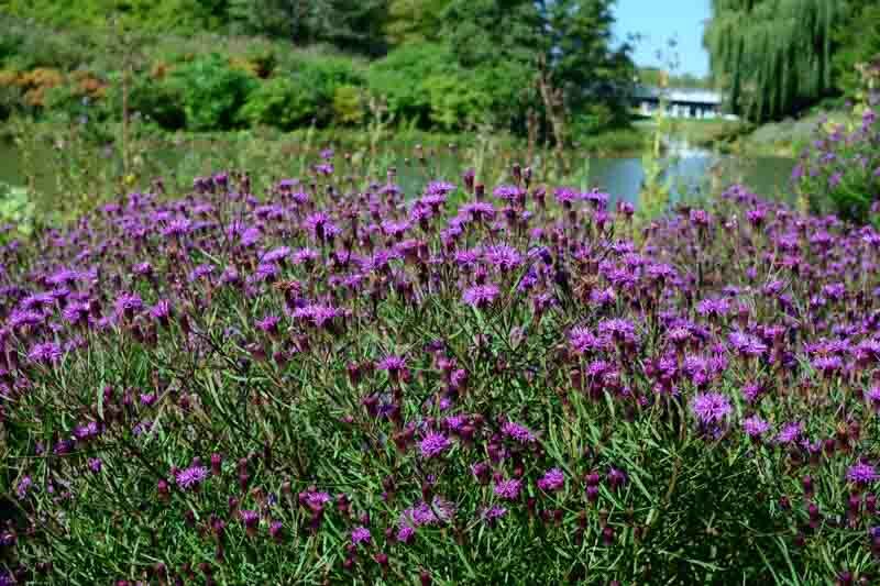 Vernonia Summer's Swan Song, Summer's Swan Song ironweed
