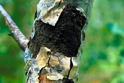 Hypoxylon canker, Canker