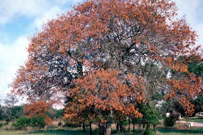 Oak Wilt, Oak Disease, Bretziella fagacearum, Ceratocystis fagacearum