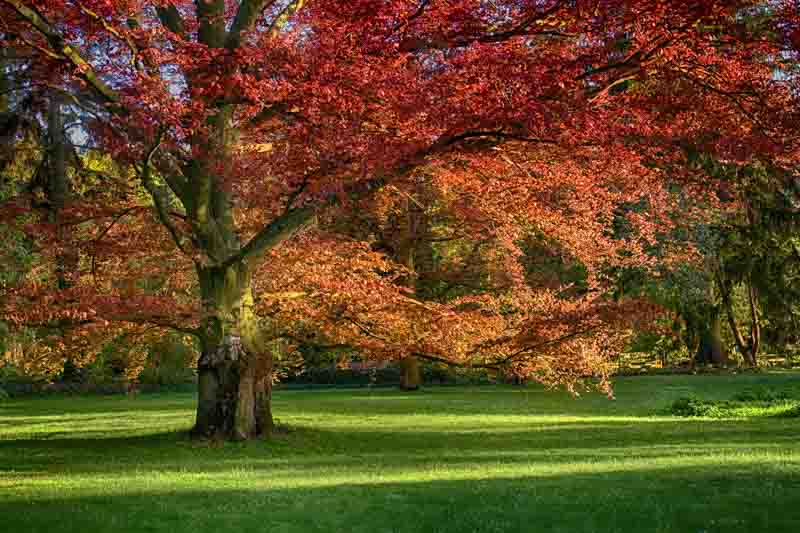 Oak Tree, Oak, Red Oak, Quercus rubra