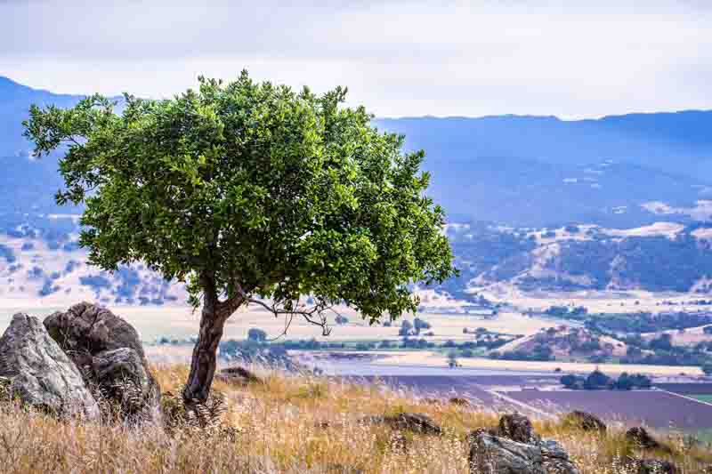 Canyon Live Oak, Oak Tree, Oak, Quercus chrysolepis