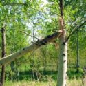Hypoxylon canker, Canker