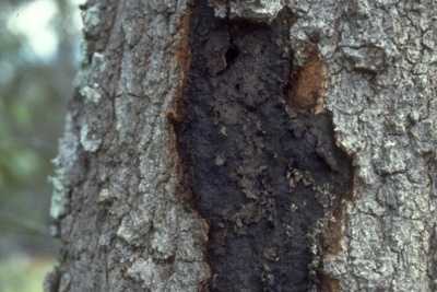 Hypoxylon canker, Canker