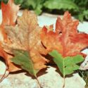 Oak Wilt, Oak Disease, Bretziella fagacearum, Ceratocystis fagacearum