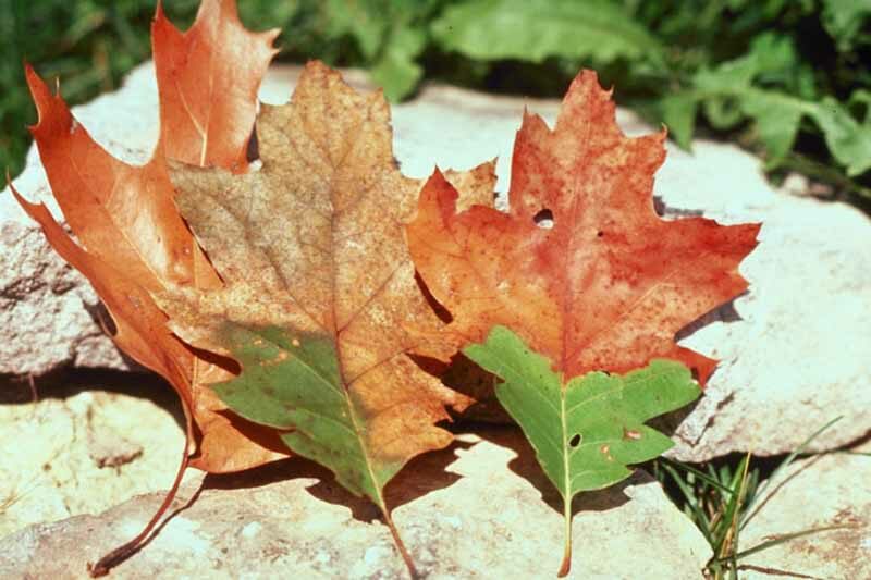 Oak Wilt, Oak Disease, Bretziella fagacearum, Ceratocystis fagacearum