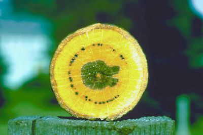 Oak Wilt, Oak Disease, Bretziella fagacearum, Ceratocystis fagacearum