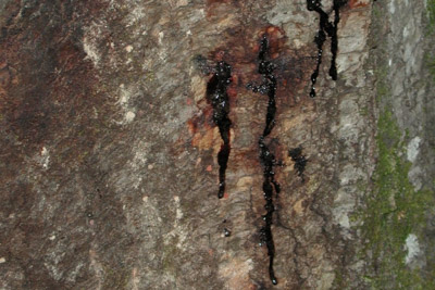 Sudden Oak Death, Phytophthora ramorum, Oak Diseases