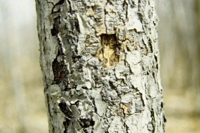 Hypoxylon canker, Canker