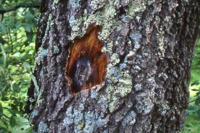 Oak Wilt, Oak Disease, Bretziella fagacearum, Ceratocystis fagacearum