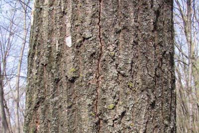 Oak Wilt, Oak Disease, Bretziella fagacearum, Ceratocystis fagacearum