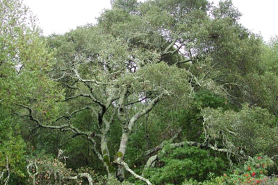 Sudden Oak Death, Phytophthora ramorum, Oak Diseases