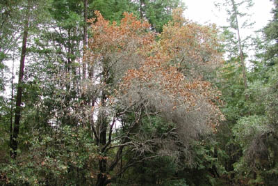 Sudden Oak Death, Phytophthora ramorum, Oak Diseases