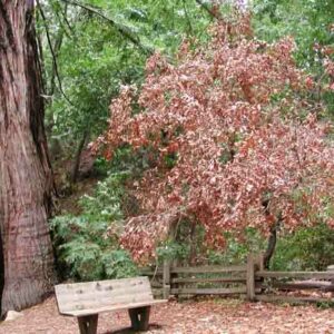 Sudden Oak Death, Phytophthora ramorum, Oak Diseases