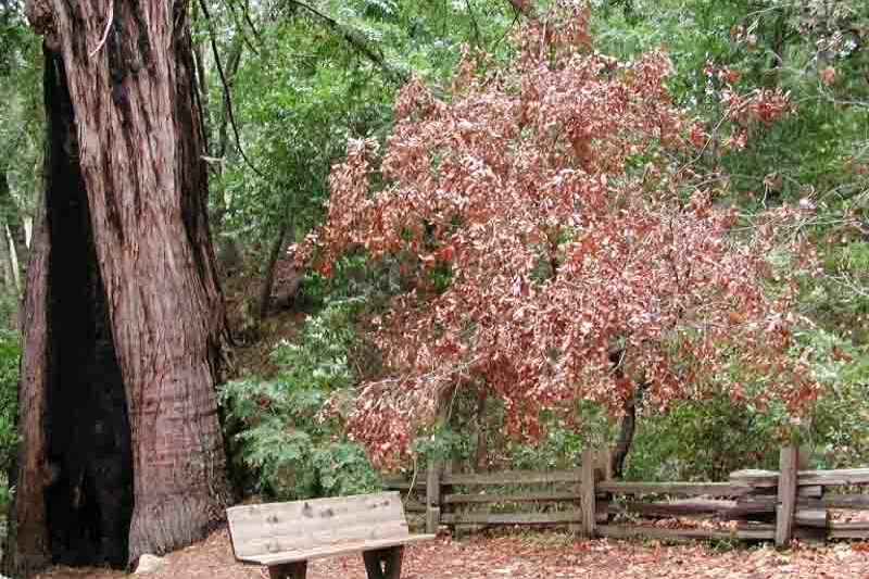 Sudden Oak Death, Phytophthora ramorum, Oak Diseases