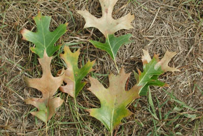 Oak Wilt, Oak Disease, Bretziella fagacearum, Ceratocystis fagacearum