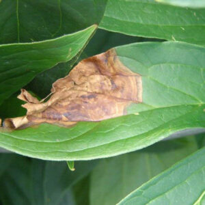 Peony Botrytis Blight, Botrytis paeoniae