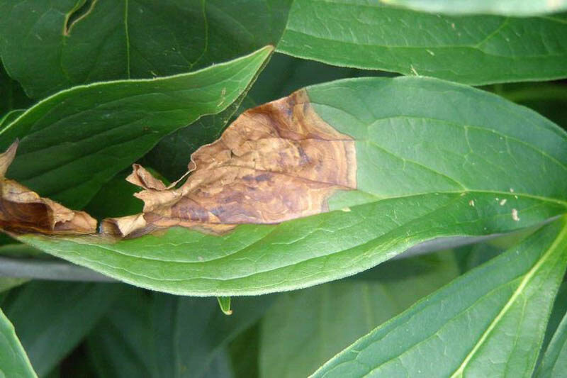 Peony Botrytis Blight, Botrytis paeoniae