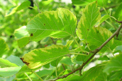 Bacterial Leaf Scorch, Xylella fastidiosa