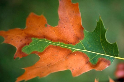 Bacterial Leaf Scorch, Xylella fastidiosa