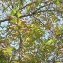 Bacterial Leaf Scorch, Xylella fastidiosa