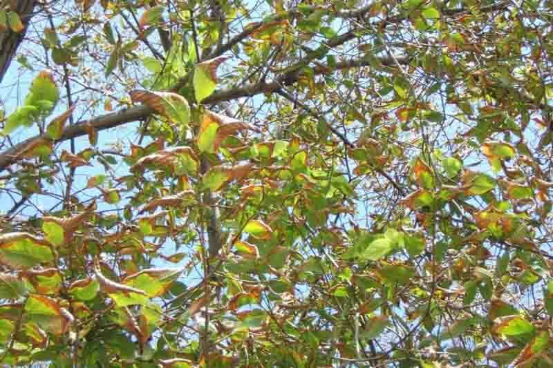 Bacterial Leaf Scorch, Xylella fastidiosa