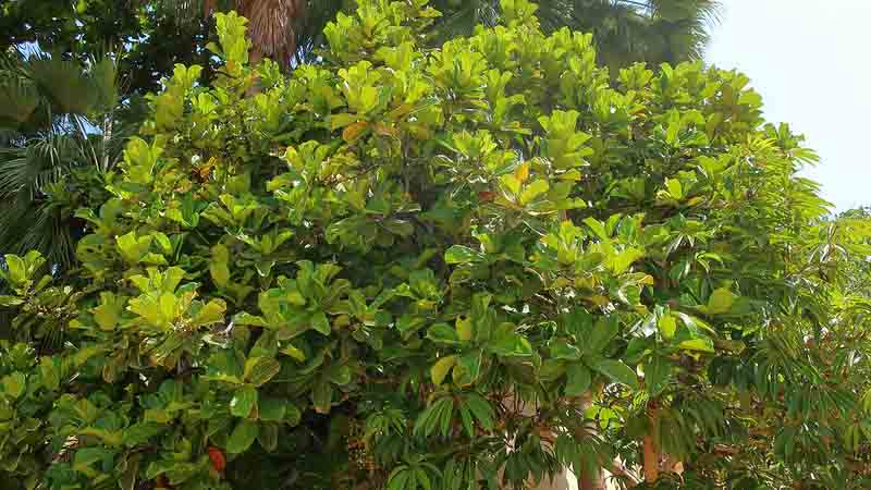 Fiddle Leaf Fig, Fiddle-leaf Fig, Ficus lyrata