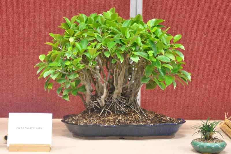 Ficus microcarpa, Chinese Banyan, Malayan Banyan, Indian Laurel, Curtain Fig, Gajumaru